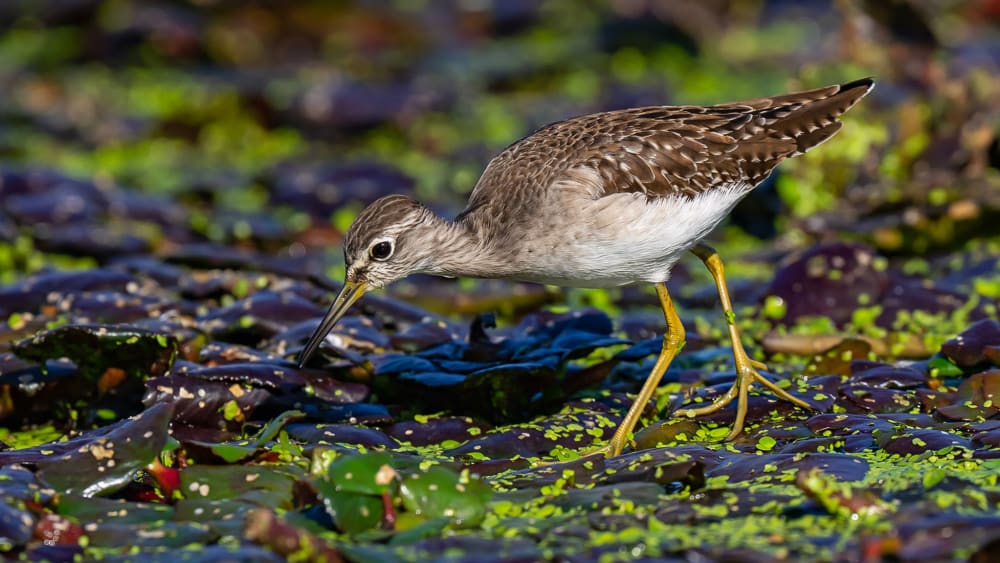 Mote Majra: Making a Case for an Unkempt Swamp