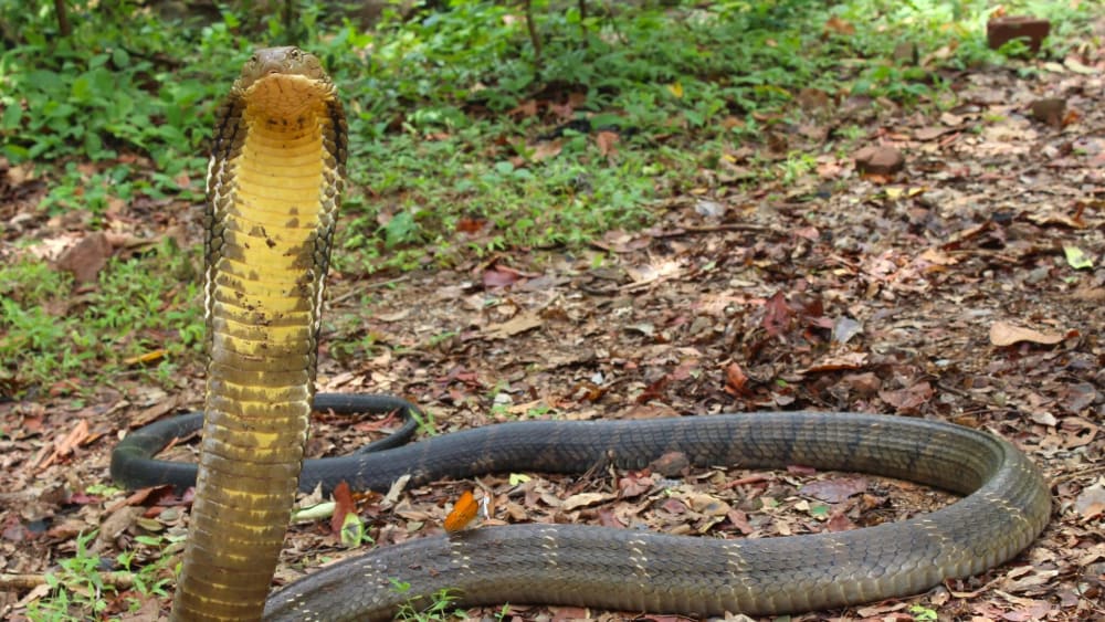 Four New King Cobras Make Hisss...tory