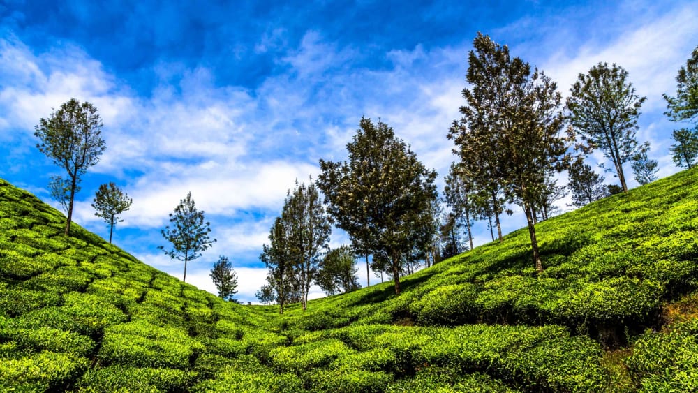 All That is Green is Not Forest