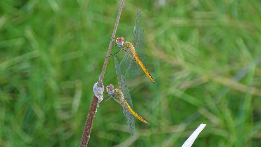 Wandering Glider: World Traveller and Weather Vane