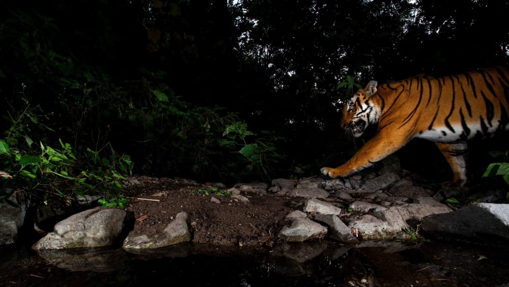 Behavioural Shift: Tigers Attack Bike Riders Along Corbett