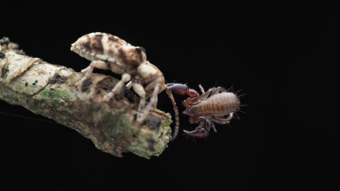 Pseudoscorpions: Invisible Hunters