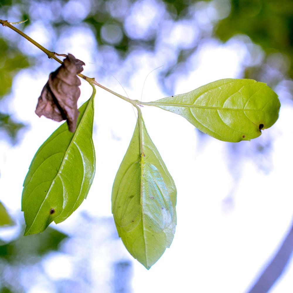 The Fog Clears: Unwinding Under a Fig Tree