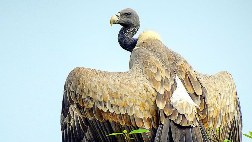 Chirgaon Leads the Way in Vulture Conservation