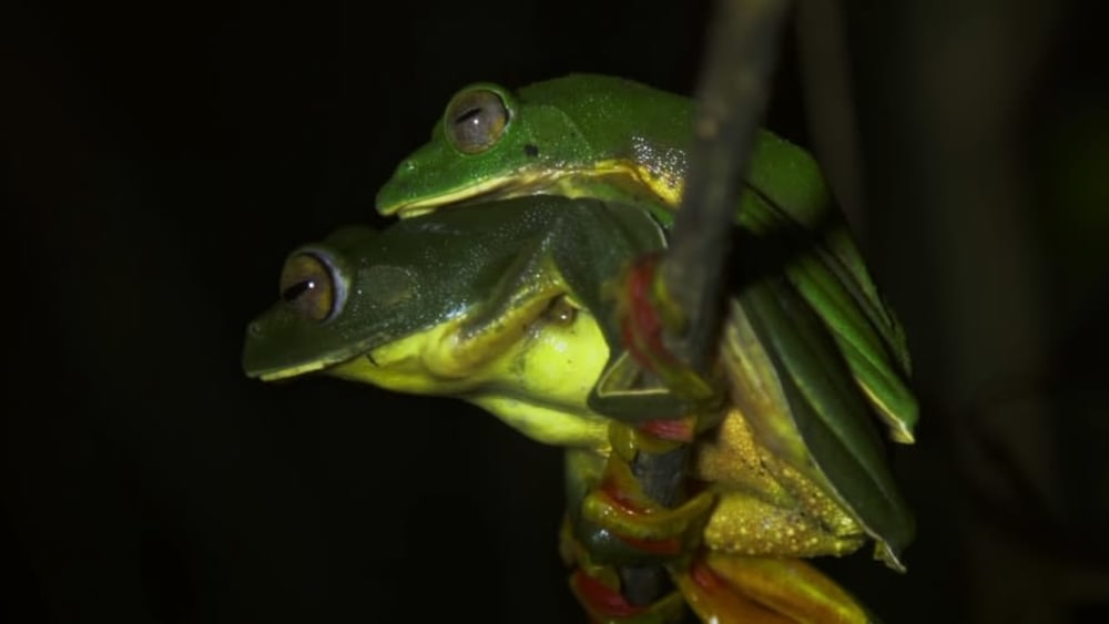 A Monsoon Romance: Malabar Gliding Frog Looks for a Mate