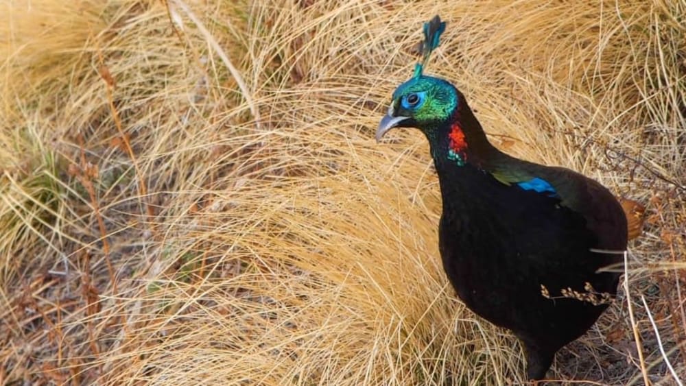 The High Life of the Himalayan Monal