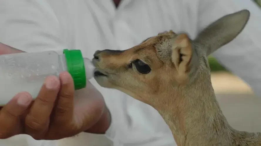 Bishnois: Guardians of the Chinkaras