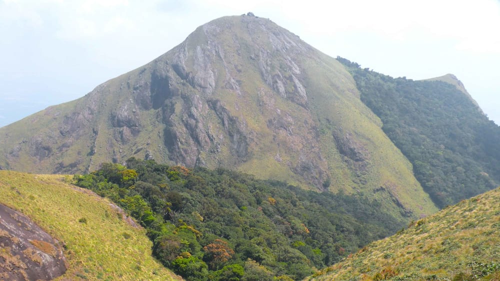 Unchecked Tree Planting in Grasslands Threatens Native Biodiversity, Warns Ecologist