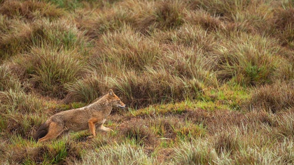 Jack of all Tastes: The Versatile Golden Jackal