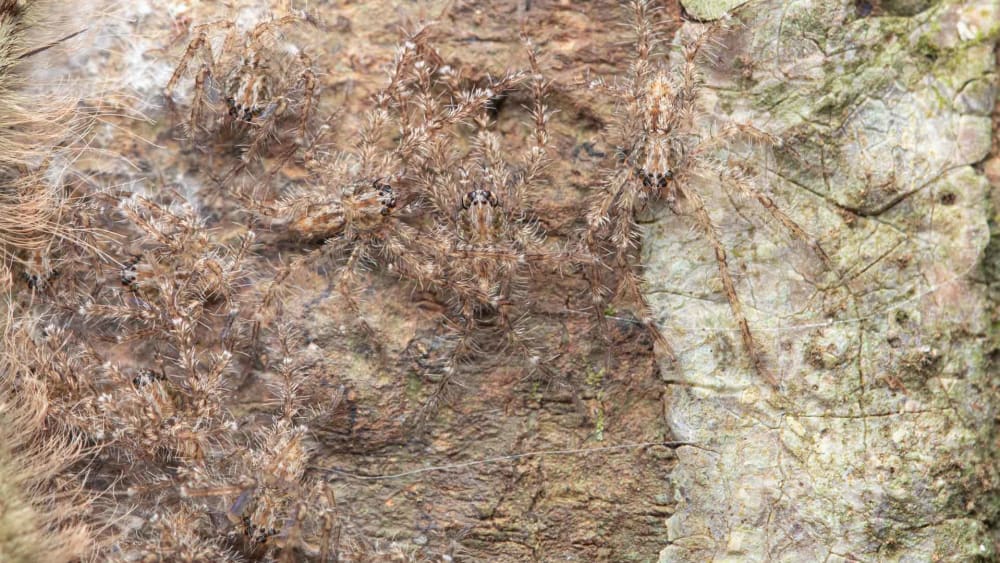 The Spider Next Door: Non-conformists in Camouflage