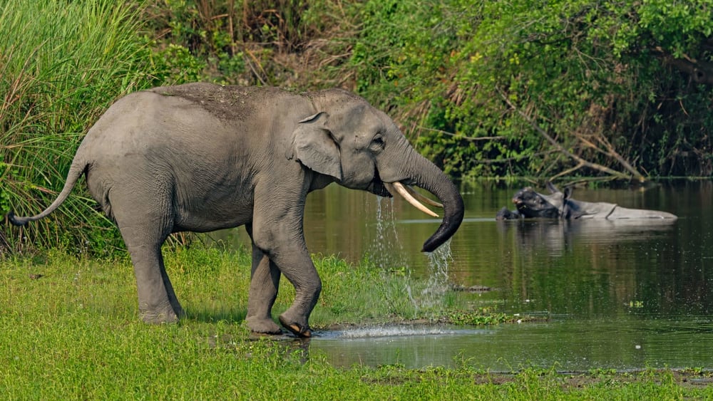Wildlife Warriors: The Guardians of Kaziranga Brave On