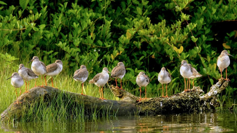 Winged Wonders of Kadalundi-Vallikunnu Community Reserve