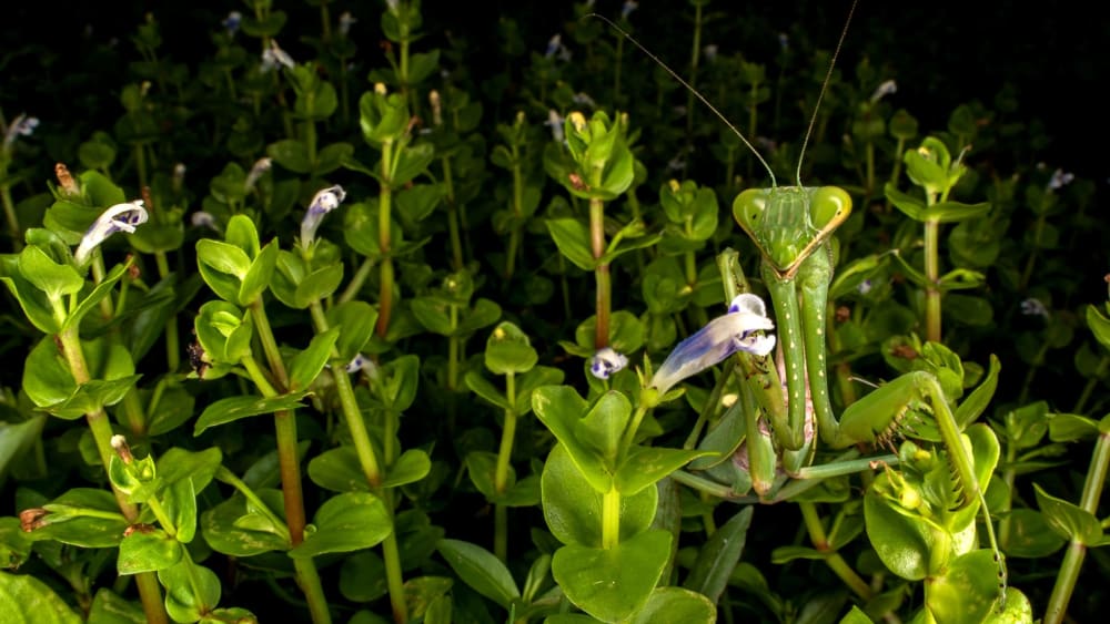 Spot Me If You Can: Mimicry and Camouflage in Insects