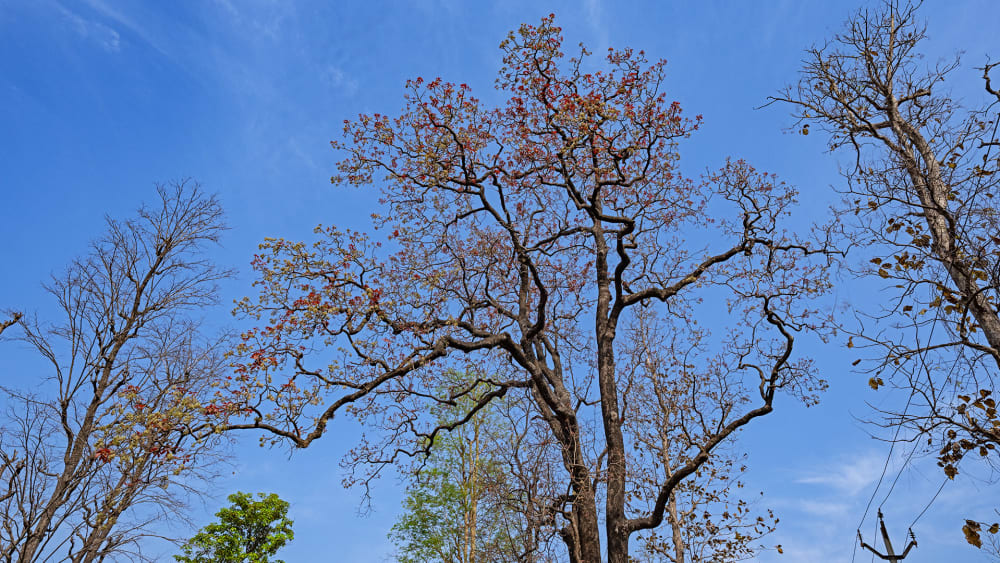 Mahua: The Magic Tree of Life