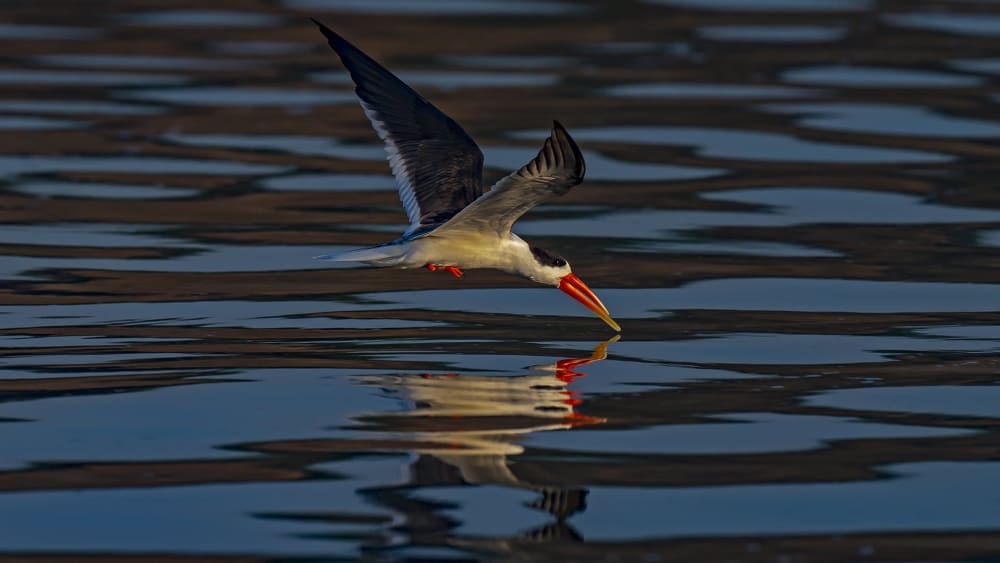 Birding Bonanza on the Chambal