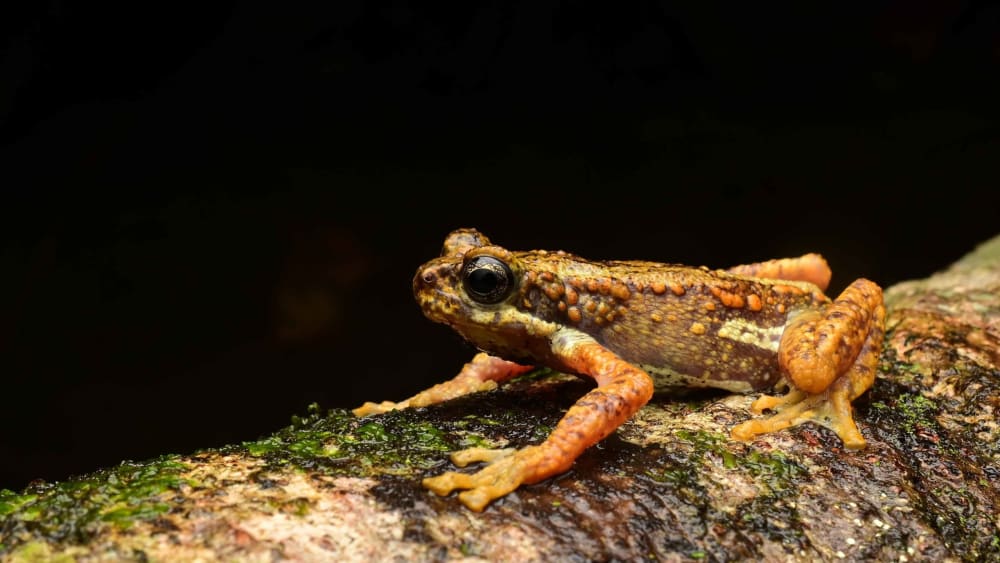 Citizens Come Together for Malabar Tree Toad