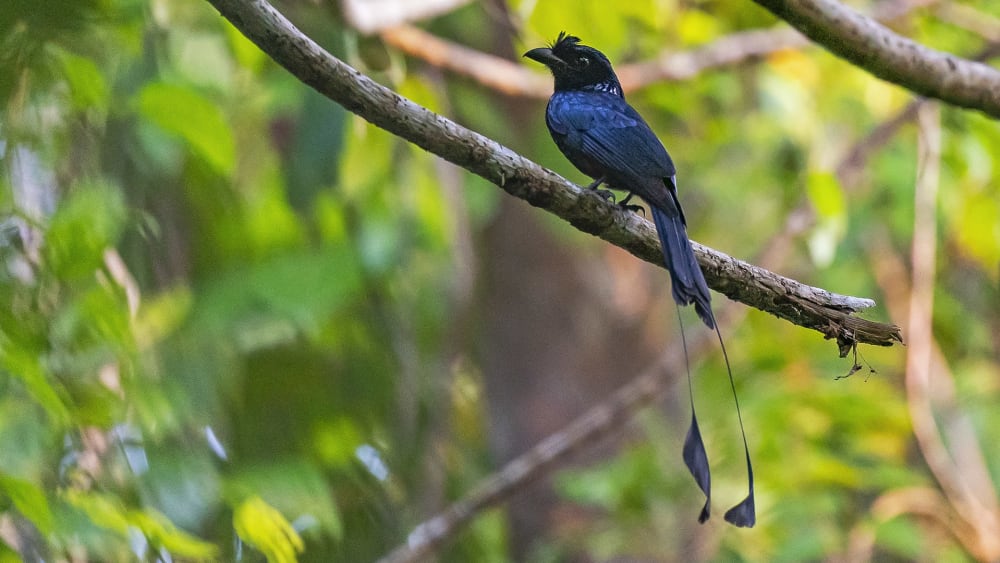 Greater Racket-tailed Drongo: The Master Mimic