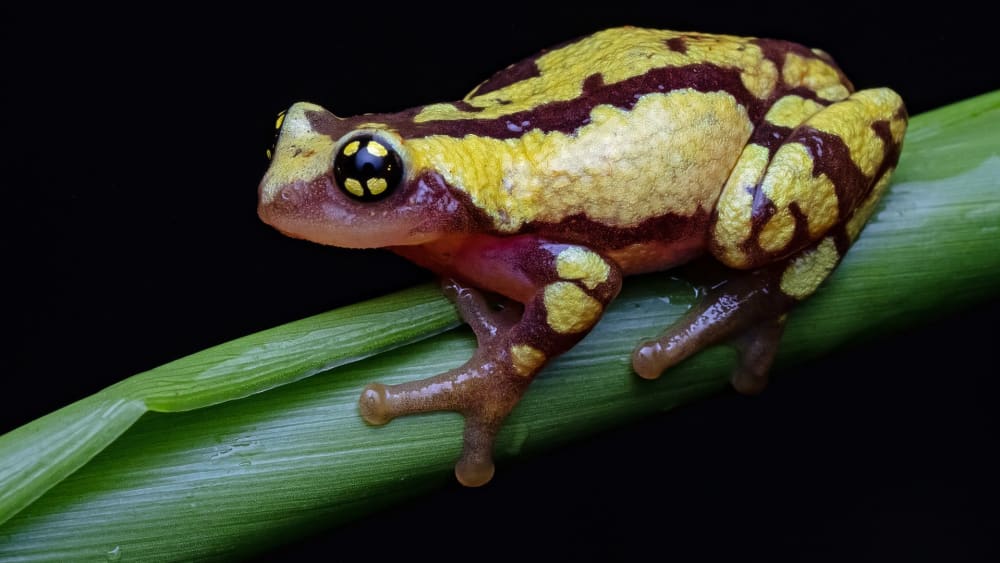 Munnar’s Monsoon Nightlife: The Bush Frog Story