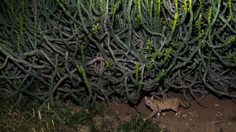 In Search of the Elusive Indian Desert Cat