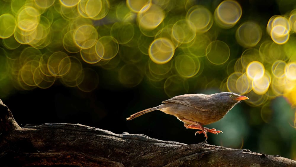 The Babblers Five: Soul Sisters and Charming Angry Birds
