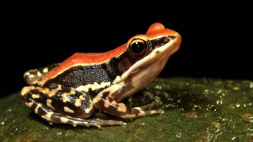Lateritic Plateau Frogs Threatened by Farms
