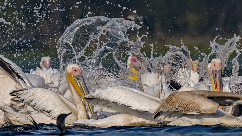 Action Packed Birding in Keoladeo National Park
