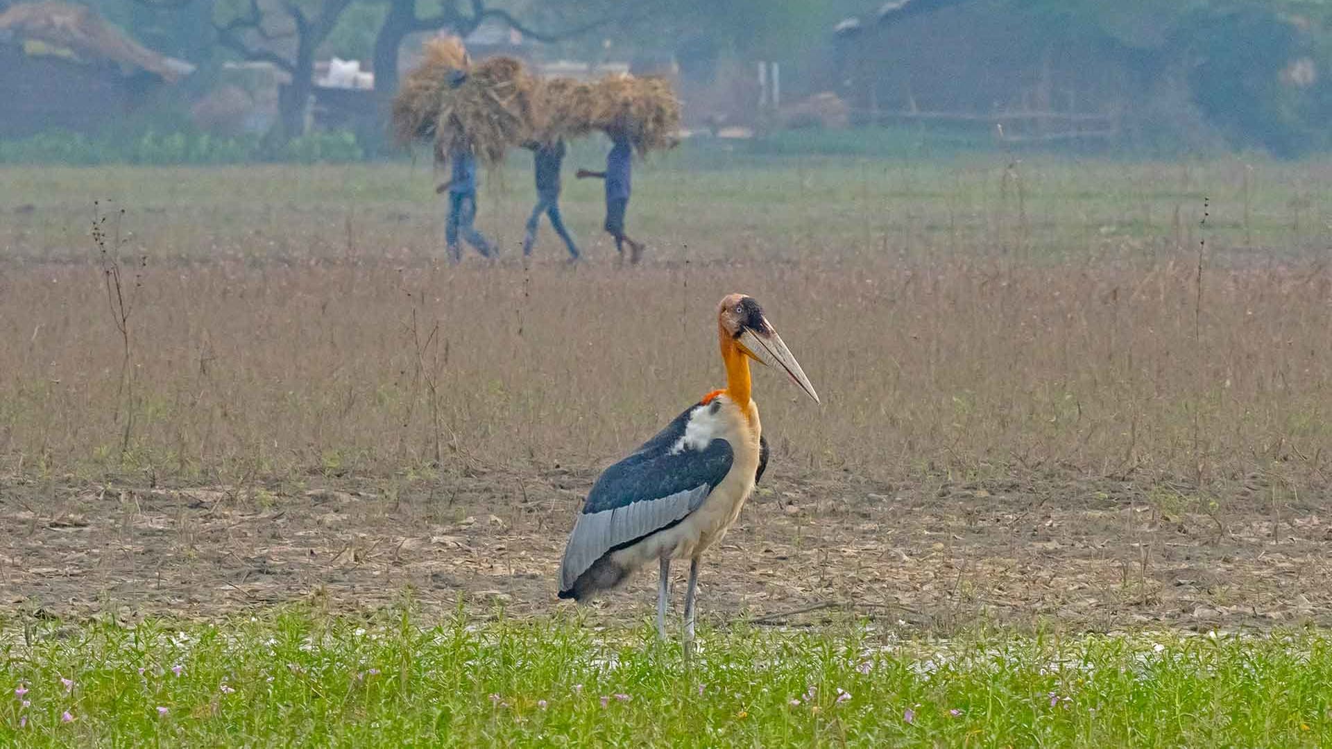 Guardians of the Garuda: Greater Adjutants and the Villagers of Bhagalpur