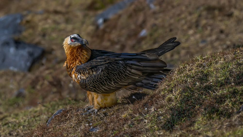 Bearded Vulture: The Marrow-Minded Raptor