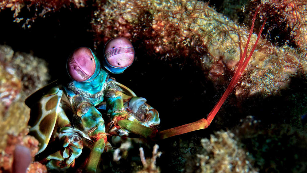 Mantis Shrimp: Eye-popping Predators of Reefs and Seagrass Meadows