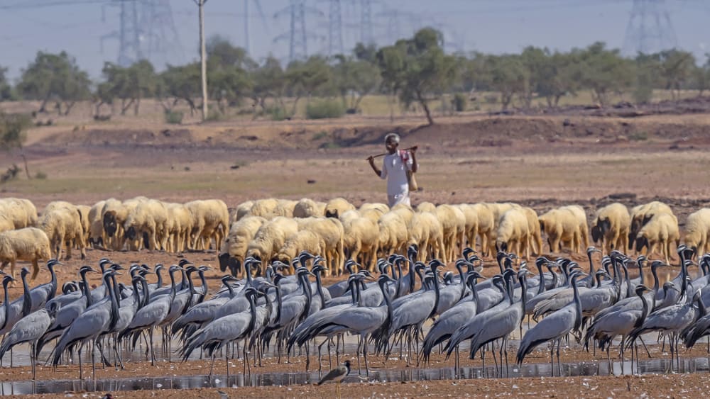 Deg Rai Mata Oran: Grove of the Gods and a Changing Landscape