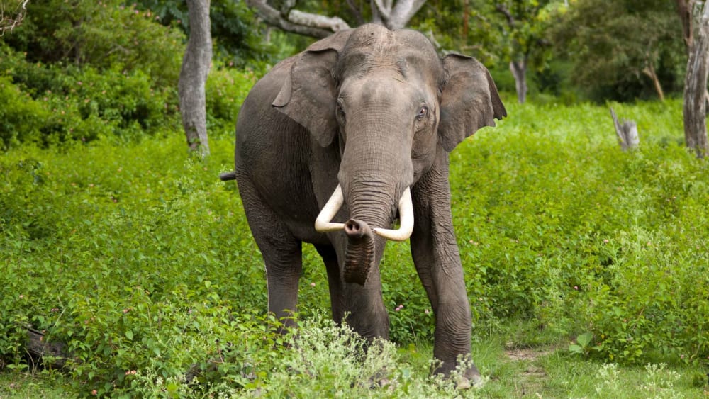 Can Feeding Wild Elephants Paddy Reduce Human-Wildlife Conflict?