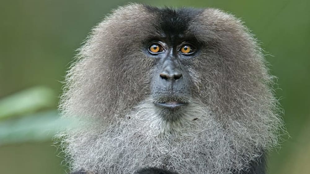 Pride of the Western Ghats: The Elusive Lion-tailed Macaque