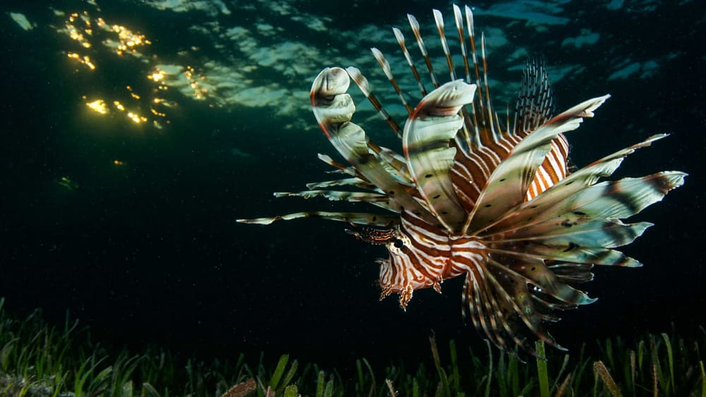 Under the Pale Moonlight: The Nightlife of Lakshadweep’s Reefs