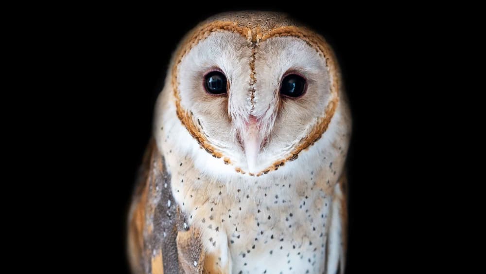 Barn Owl: The Farmer’s Friendly Neighbourhood Pest Controller