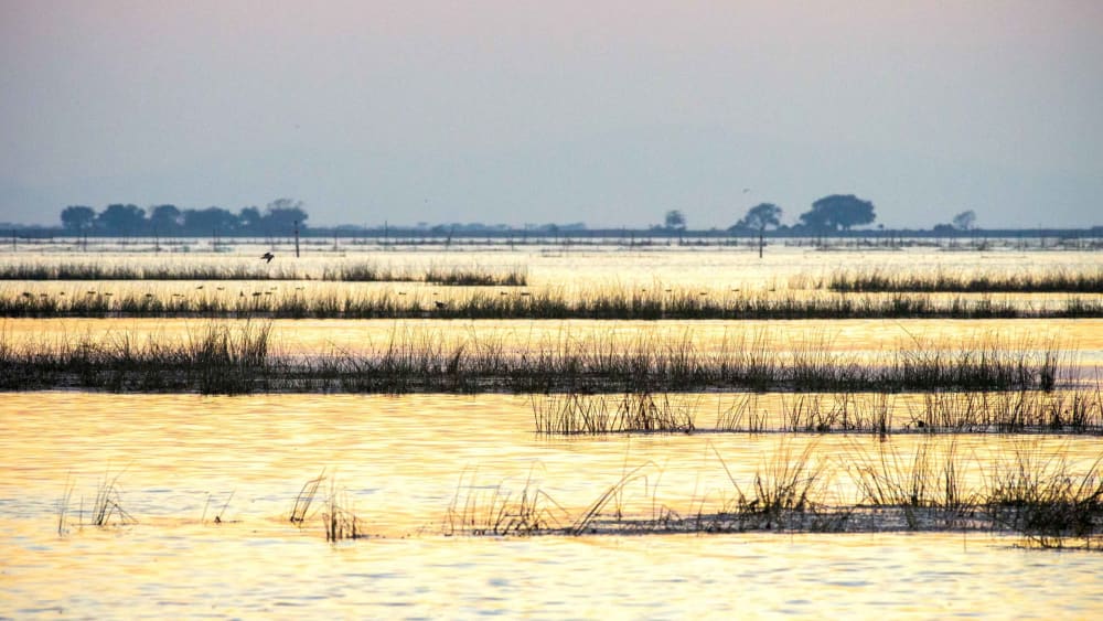 Nalabana Bird Sanctuary: Magnificent Reed Forest