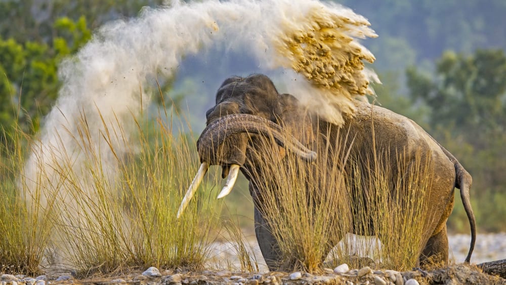 Dominance Effect: The Dynamic Social Lives of Male Elephants