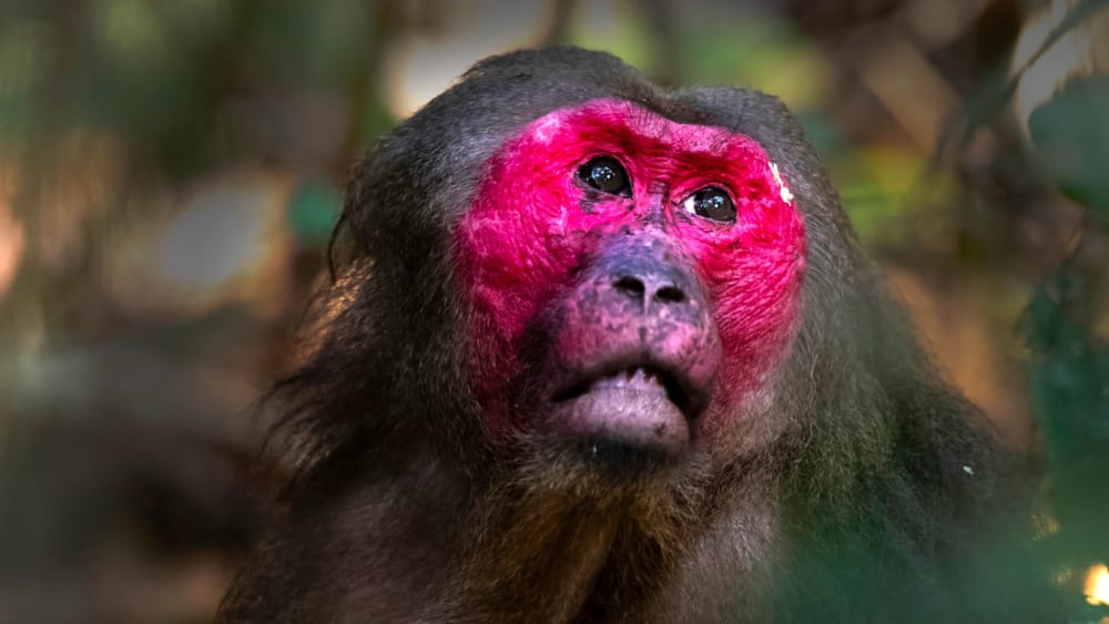 Stump-tailed Macaques: The Forest Walkers of Hollongapar