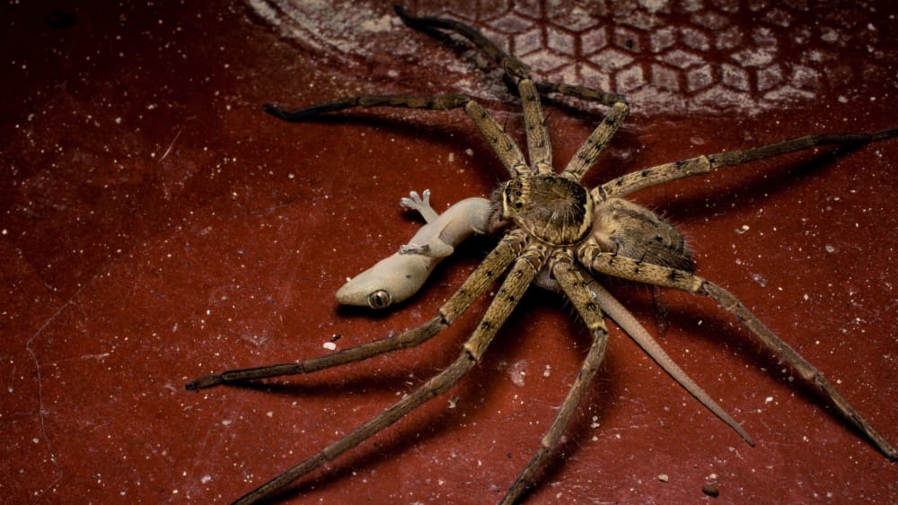 Huntsman Spider: Apex Predator in a Microhabitat
