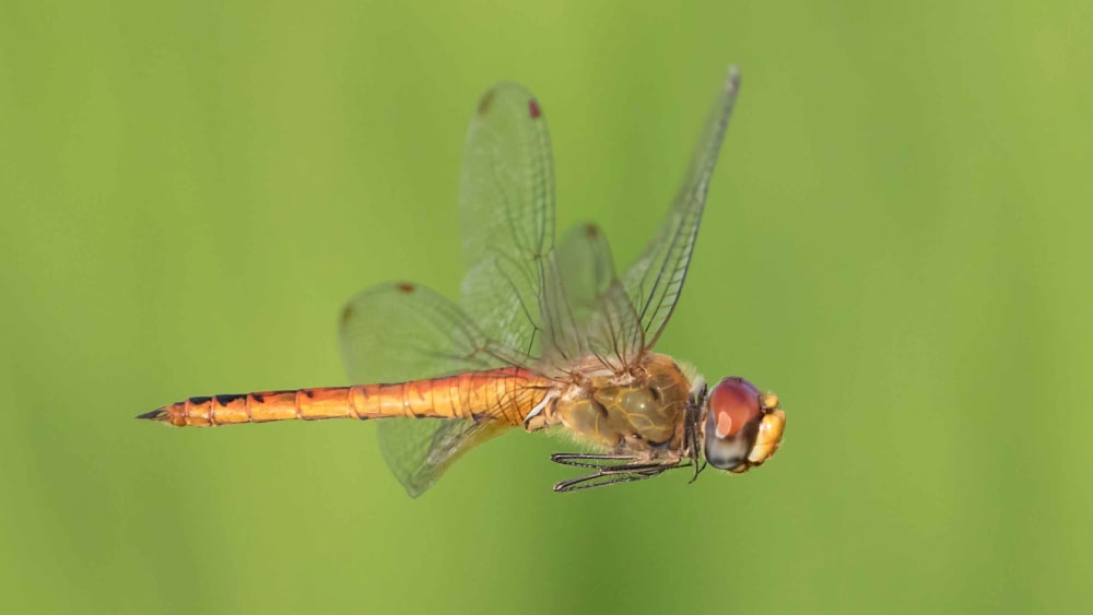 Undertaking the World’s Longest Insect Migration