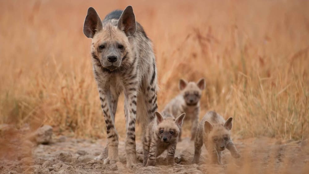 It Takes a Village to Raise a Child: Social Life of the Striped Hyena