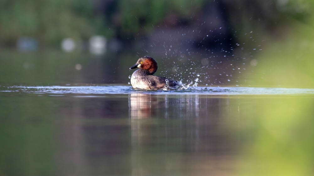 Little Grebe: Artwork of Evolution