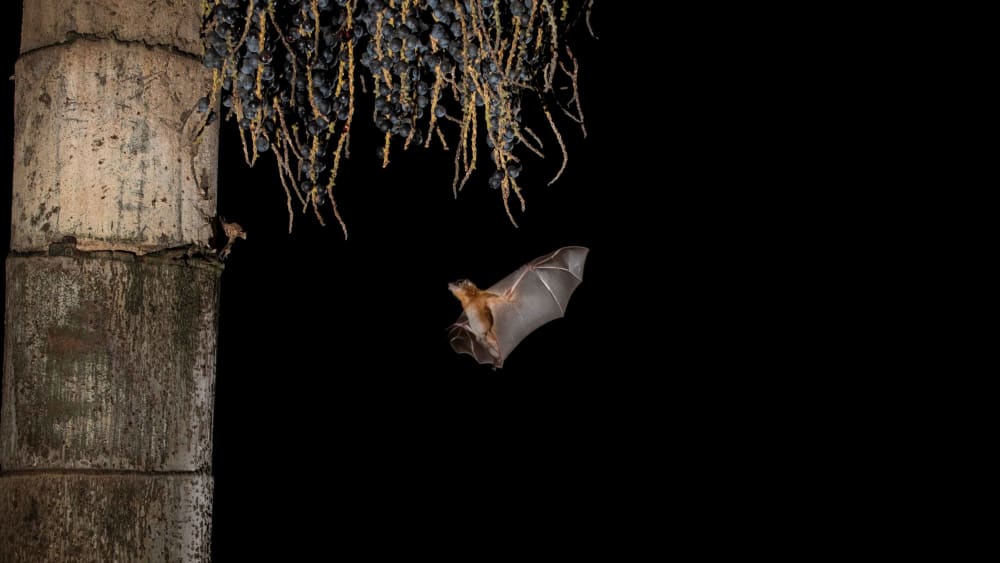 Dark Knights: Urban Encounters of the Bat Kind
