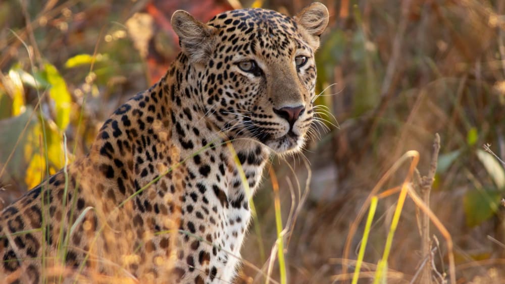 Leopards are Finding Refuge in Central India’s Urban Jungle