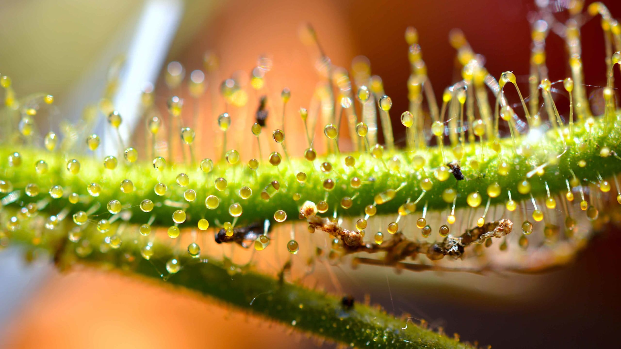 Sundews: Shiny, Sugary Illusions in the Wild