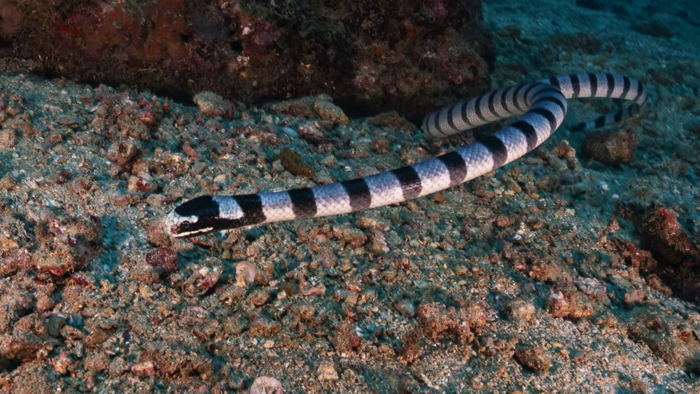 Eel Hunter: The Amphibious Life of Sea Kraits