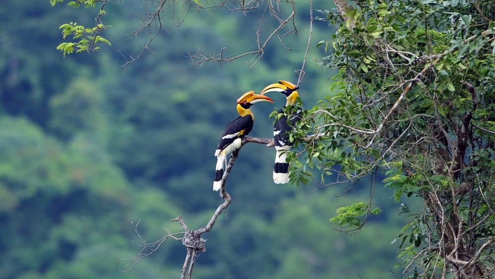 A Lesson in Love: The Great Hornbill Charms a Mate