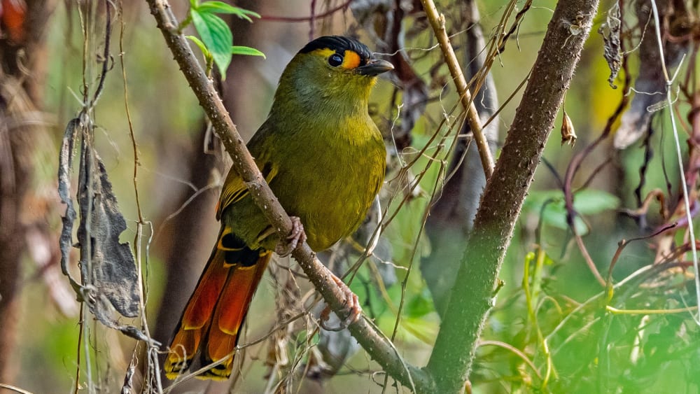 How the Bugun Liocichla is Keeping an Indigenous Culture in the Northeast Alive