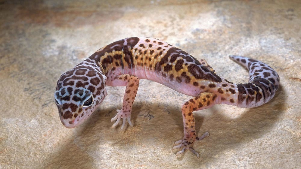 Leopard Gecko: Trapped in Trade and Labs