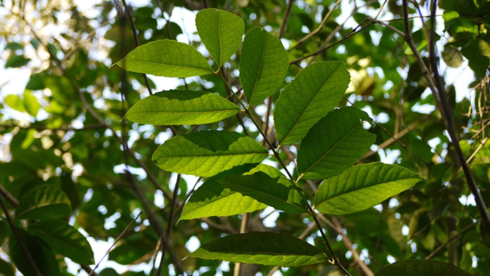 Evergreen Forests: A Reminder from an Olea Tree
