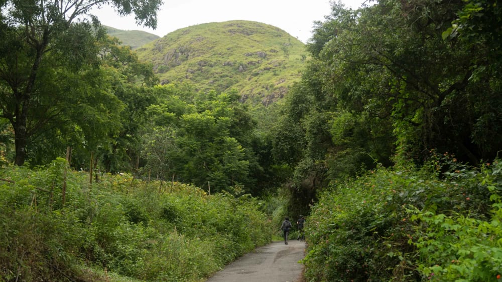 Shola-Grasslands in the Palani Hills